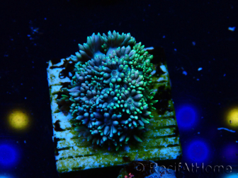 WYSIWYG Goniopora 9Q