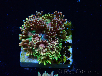 WYSIWYG Goniopora 9R