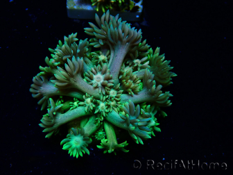 WYSIWYG Goniopora 9R2