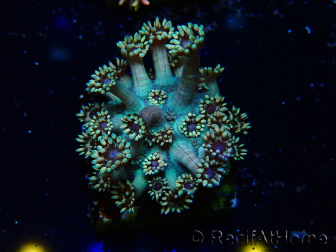 WYSIWYG Goniopora 9R4