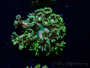 WYSIWYG Goniopora 9R5