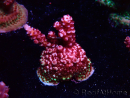 WYSIWYG MH Acropora Red Robin 5A9