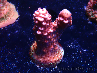 WYSIWYG MH Acropora Red Robin 5R3