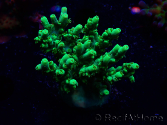 WYSIWYG Acropora aculeus 5H2