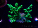 WYSIWYG Acropora aculeus 5H3