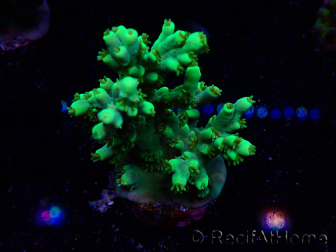 WYSIWYG Acropora aculeus 5H4