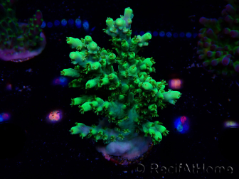 WYSIWYG Acropora aculeus 5H2
