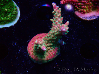 WYSIWYG FF Acropora Skittles Bomb 5G