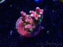WYSIWYG FF Acropora Skittles Bomb 5H10