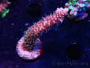 WYSIWYG RAH Acropora millepora Hairy Fairy 5K9