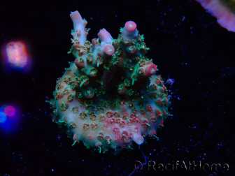 WYSIWYG RAH Acropora Strawberry Ice 5P4
