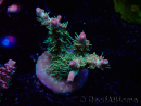WYSIWYG RAH Acropora Strawberry Ice 5M5