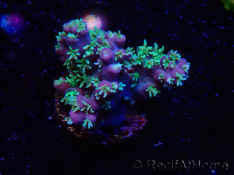 WYSIWYG RAH Acropora horrida Schneeflocke 5R1