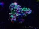 WYSIWYG RAH Acropora horrida Schneeflocke 5R1