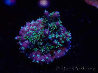 WYSIWYG RAH Acropora horrida Snowflake 5R2