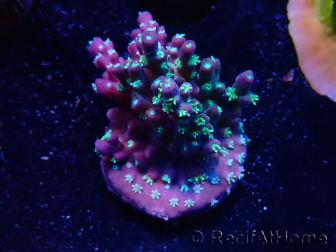 WYSIWYG RAH Acropora horrida Snowflake 5R3