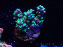 WYSIWYG RAH Acropora horrida Snowflake 5M10