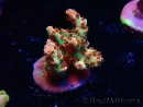 WYSIWYG AK Acropora Bill Murray 5N8