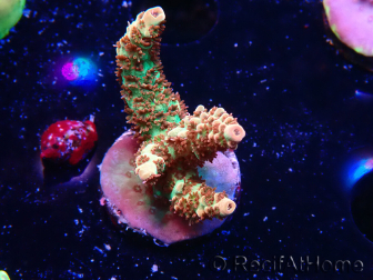 WYSIWYG AK Acropora Bill Murray 5N10