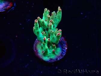 WYSIWYG RAH Acropora microclados Cloudberry SC 5Q5