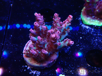 WYSIWYG RAH Acropora hyacinthus Red Planet 5A4