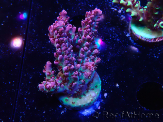WYSIWYG RAH Acropora hyacinthus Planeta Rojo 5A3