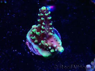 WYSIWYG RRC Acropora Pink cadillac 5R