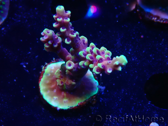 WYSIWYG RRC Acropora Pink cadillac 5R