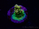 WYSIWYG BigR Acropora Walt Disney 1