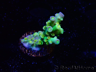 WYSIWYG BigR Acropora Walt Disney 5V2