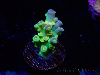 WYSIWYG BigR Acropora Walt Disney 5V3