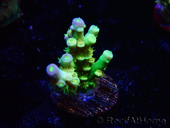 WYSIWYG BigR Acropora Walt Disney 5V5
