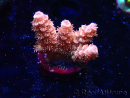 WYSIWYG RAH Acropora tenuis Red Ruby 5V6