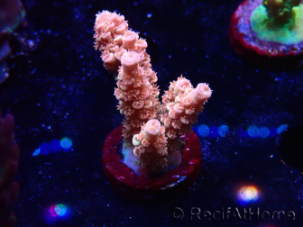 WYSIWYG RAH Acropora tenuis Red Ruby 5V7