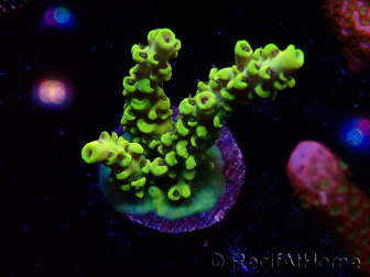 WYSIWYG RAH Acropora Pikachu