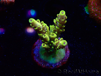 WYSIWYG RAH Acropora Pikachu 5W2