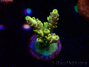 WYSIWYG RAH Acropora Pikachu 5W