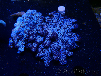 Cladiella sp 2