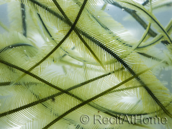 Caulerpa sertularioides Pequeña