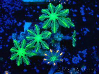 WYSIWYG Clavularia sp 20K3
