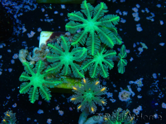 WYSIWYG Clavularia sp 20K3