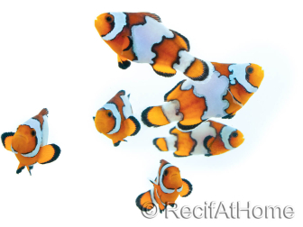 Amphiprion SnowFlake Cría Francia 2.5-4 cm RAH