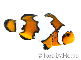 Amphiprion SnowFlake Cría Francia 2.5-4 cm RAH