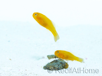 Gobiodon okinawae Breeding France 1.5-2cm RAH