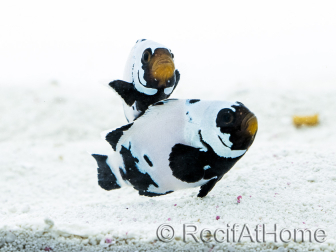 Amphiprion Frostbite Breeding France 2.5-4 cm RAH