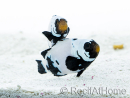 Amphiprion Frostbite Breeding France 2.5-4 cm RAH