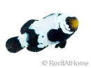 Amphiprion Frostbite Breeding France 2.5-4 cm RAH