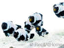 Amphiprion Black Frostbite Elevage France 2.5-4 cm RAH