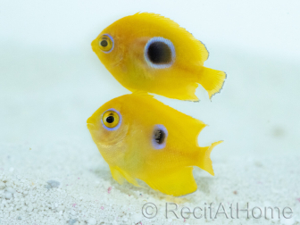 Centropyge flavissima Breeding France 4-6 cm RAH