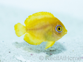Centropyge flavissima Zucht Frankreich 4-6 cm RAH